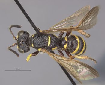 Media type: image;   Entomology 13788 Aspect: habitus dorsal view